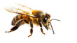 de Honeybee en Fondo Blanco En fondo transparente
