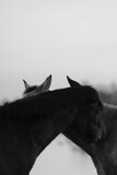 Fototapeta Konie - black and white horse