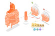 3D Isometric Flat  Conceptual Illustration of Celiac Disease, Educational Diagram