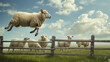Sheep escaping from farm by  jumping over a wooden fence. Other sheep are watching.
