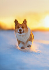 Sticker - funny cute corgi dog puppy runs merrily through the snow in the winter sunlight