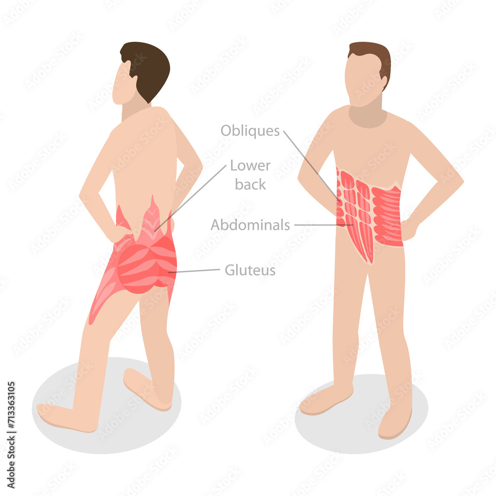 3D Isometric Flat Conceptual Illustration of Core Muscle Anatomy ...