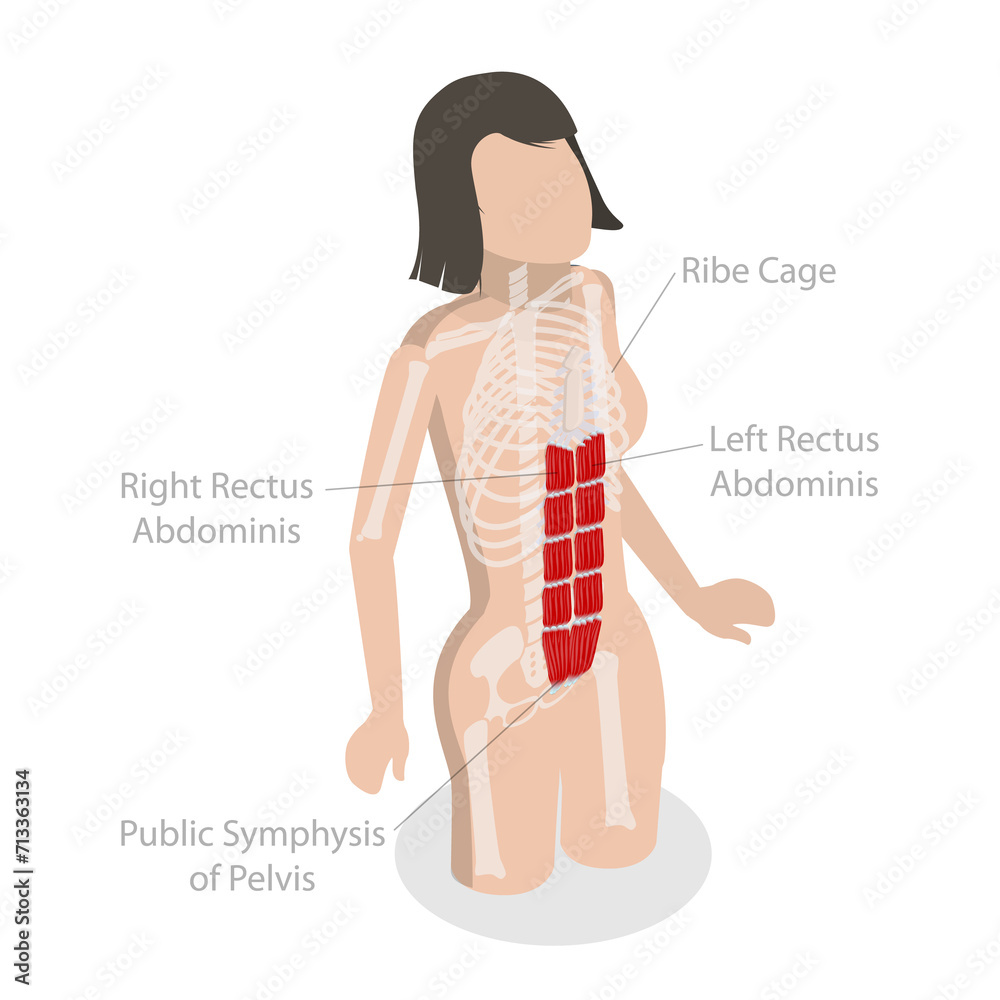 3D Isometric Flat  Conceptual Illustration of Rectus Abdominis, Core Muscle Anatomy