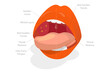 3D Isometric Flat  Conceptual Illustration of Parts Of Human Mouth, Educational Diagram