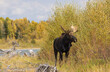 Bull Moose in the Rut in Autumn in Wyoming