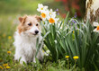 Happy cute pet dog puppy sitting next to easter daffodil flowers in spring