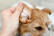 Owner's hand checking and than cleaning her healthy dog's ear. Pet care background.