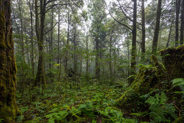 Wall Mural - Scenic forest of fresh green deciduous trees