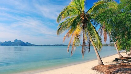 Wall Mural - beach and coconut palm trees