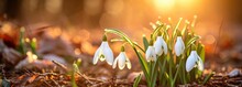 White Snowdrop Flowers Bloom Outdoors With Sunlight In Bokeh Background