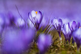 Amazing Macro shot of a violet crocus flower amidst others with grass and great bokeh