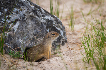 A ground squirrel, or gopher going out of its hideout and looking for danger