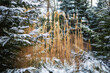 Zima Winter Natura