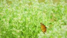Footage Of Danaus Chrysippus Butterfly. Plain Tiger Butterfly Sitting On The Grass Plants During Springtime In Its Natural Habitat And Drinking Nectar. Plain Tiger Butterfly. Selective Focus.
