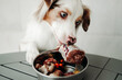Dog with a bone and a bowl with raw meat