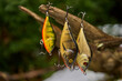 Wobler, bardzo skuteczna sztyczna przynęta spiningowa na ryby drapieżne