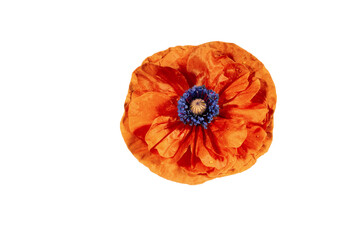 Wall Mural - Beautiful red poppy flower isolated on white background