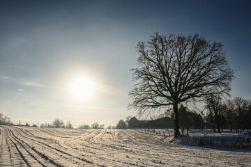 Sticker - Belgique Brabant flamand Beersel paysage arbre campagne hiver neige environnement