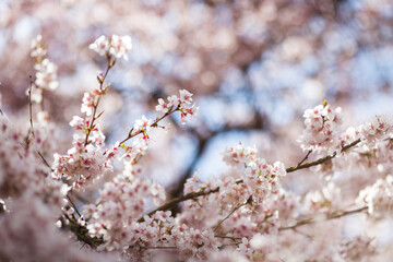 blooming cherry blossom branches in spring. closeup of pink flowers with soft bokeh background with 