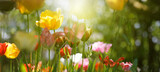 Fototapeta Tęcza - tulpen in blüte, blumen farben natur garten frühling freizeit