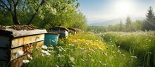 A Row Of Bee Hives In A Field Of Flowers With An Orchard Behind. Copy Space Image. Place For Adding Text Or Design