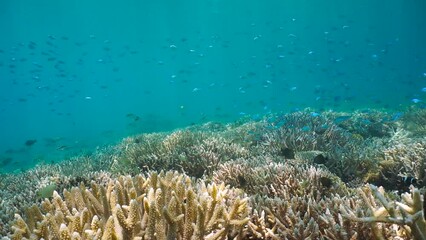 Wall Mural - Underwater seascape, coral reef with a school of fish (Chromis viridis) in the south Pacific ocean, natural scene, New Caledonia, Oceania