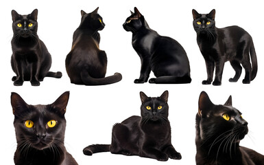 Bombay cat kitten kitty many angles and view portrait side back head shot isolated on transparent background cutout, PNG file	
