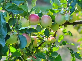 Sticker - Apple tree with ripe green fruits in the orchard.