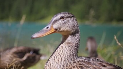 Poster - Portrait of a Wild Duck with a Lake Background