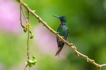 Wall Mural - Best hummingbird in Ecuador, Costa Rica. Wildlife scene from nature. Birdwatching in South America, Trinidad, Tobago, Panama.