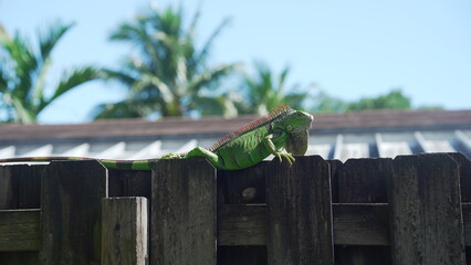 Florida Dinosaur