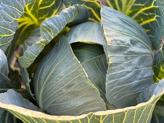 Head of cabbage vegetable in the field. 