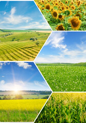 Wall Mural - green field and blue sky with light clouds. Vertical photo. Collage.