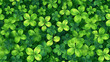 Lucky clover four green leaves picture background