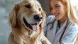 a woman vet doctor is patting a golden retriever in trustful friendship on pet hospital background.