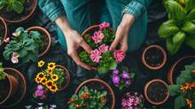 Gardener Hands Taking Pot With Blooming Flowers For Home Gardening. Preparation Houseplants For Spring