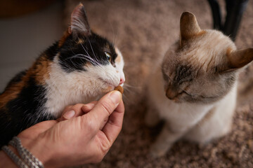 Domestic life with pet. Young man gives his cat meat snack.