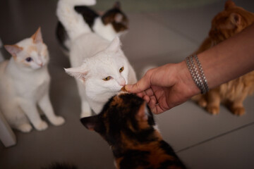 Domestic life with pet. Young man gives his cat meat snack.