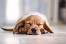 Cute Tired Dog Sleeping On Floor