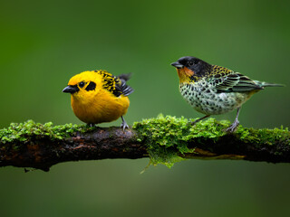 Golden Tanager and Rufous-throated Tanager on mossy stick against green background