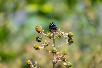 Wall Mural - Selective focus of wild blackberries, Branches of ripe, unripe blackberry in the forest, Rubus is a large and diverse genus of flowering plants in the rose family, Rosaceae, Health benefits of berries