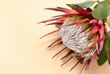 Beautiful Red Protea Flower On Beige Background, Closeup