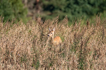 Roe in the field