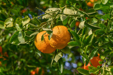 tangerine garden in a Mediterranean village 5