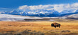 Buffalo standing in a prairie with snow covered mountains in the background