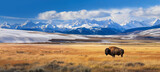 Fototapeta  - Buffalo standing in a prairie with snow covered mountains in the background