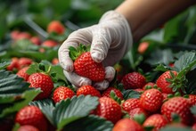 Woman Farm Worker Hand Harvesting Red Ripe Strawberry In Garden