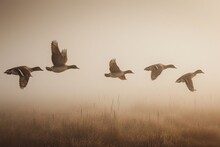 A Group Of 5 Northern Pintails Flies Through Fog At Ridgefield National Wildlife Refuge.