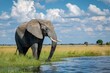 Africa, Botswana, Chobe National Park, African Elephant (Loxodonta Africana) stands at edge of water hole in Savuti Marsh