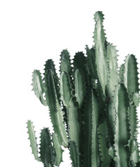 Wall Mural - Beautiful cactus on white background. Color toned